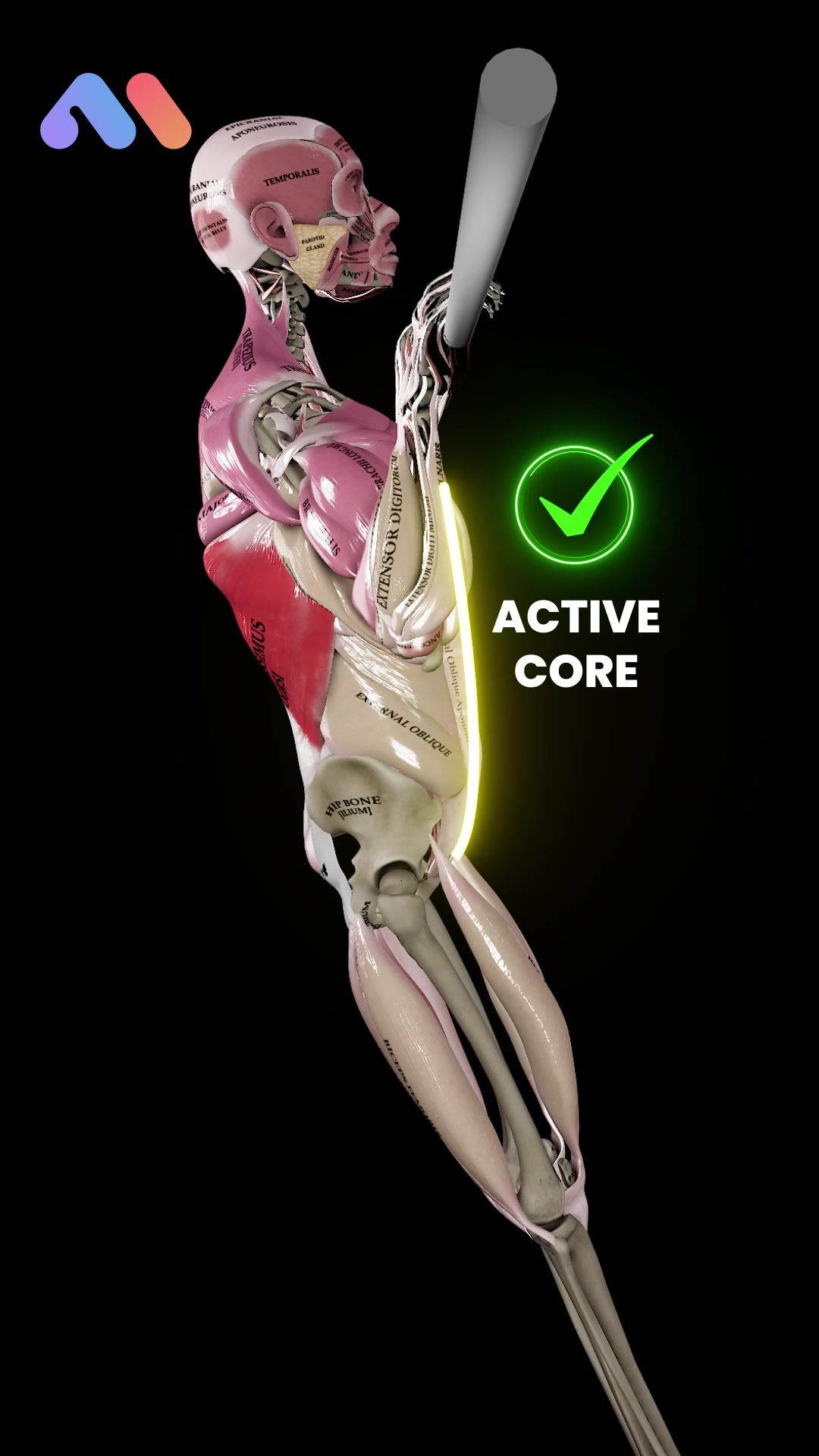 @Muscle & Motion