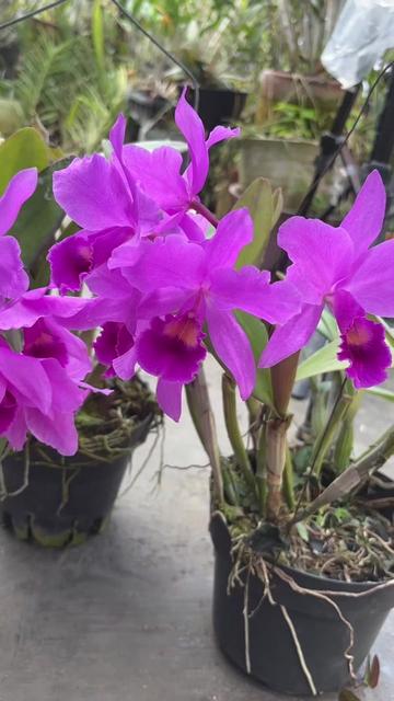 @Anarda Orchids