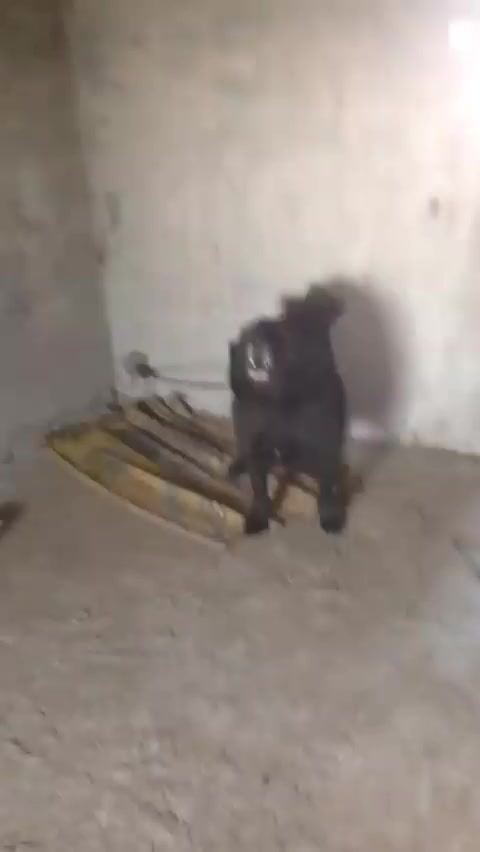 @Kashmiri_Bakrwal_Dog