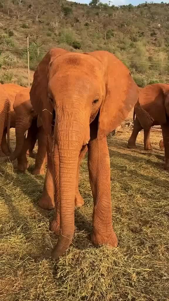 @SheldrickTrust