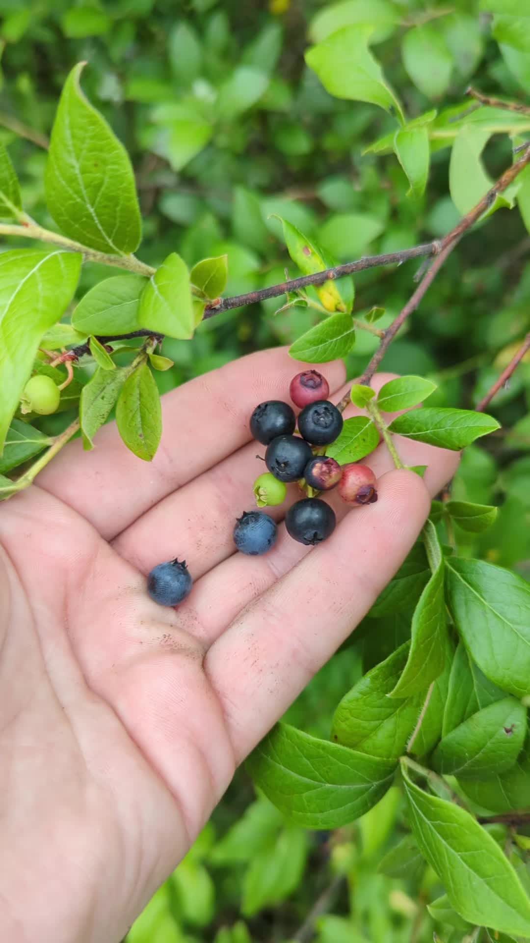 @Forage North America