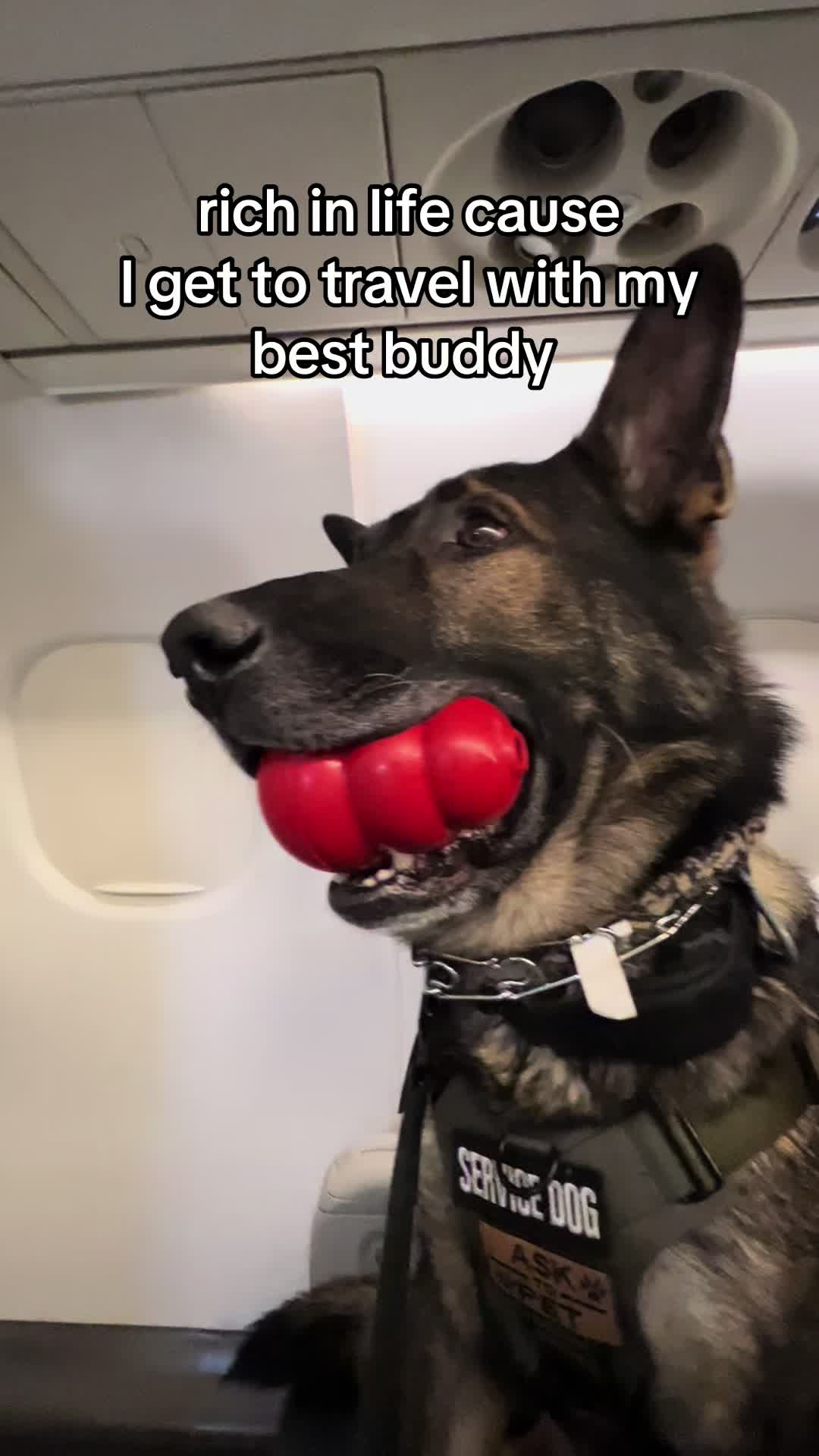 @K9 Arlo