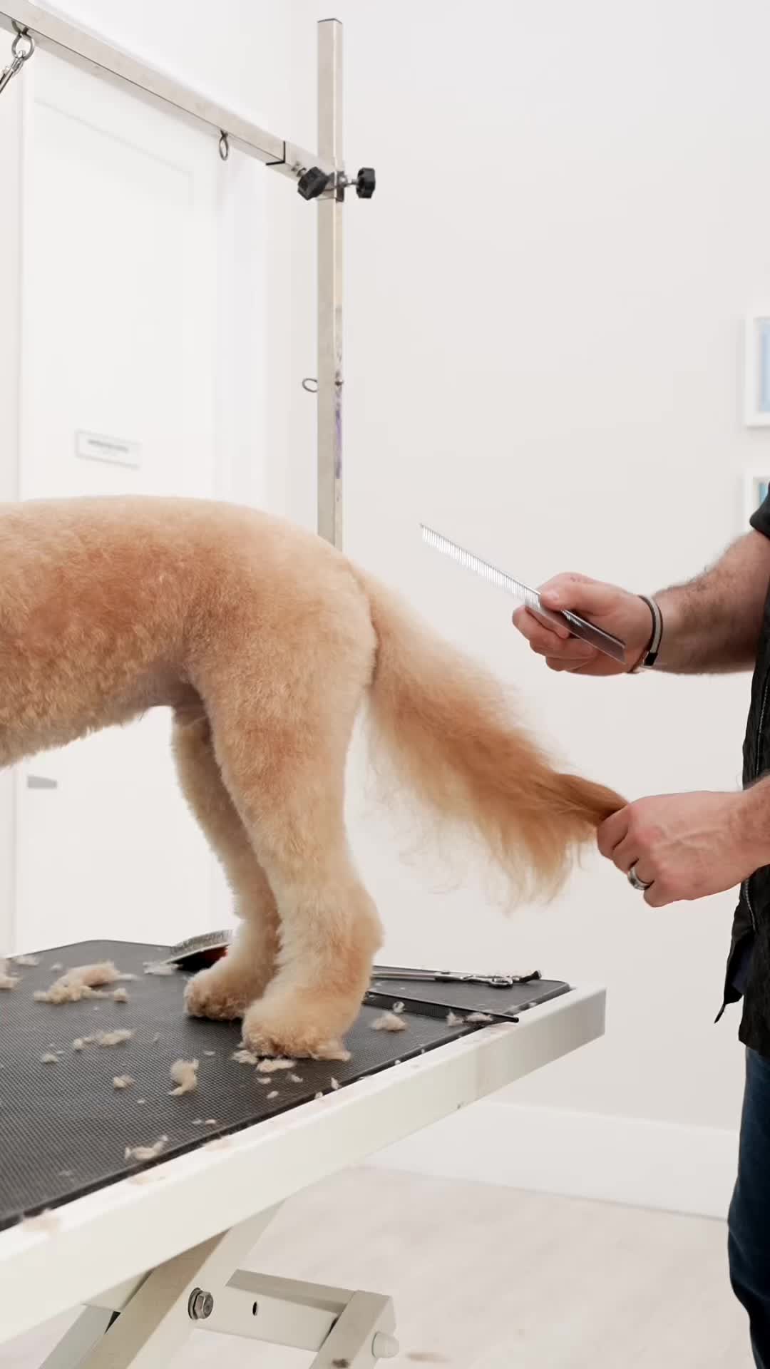 @NorCal Grooming Academy