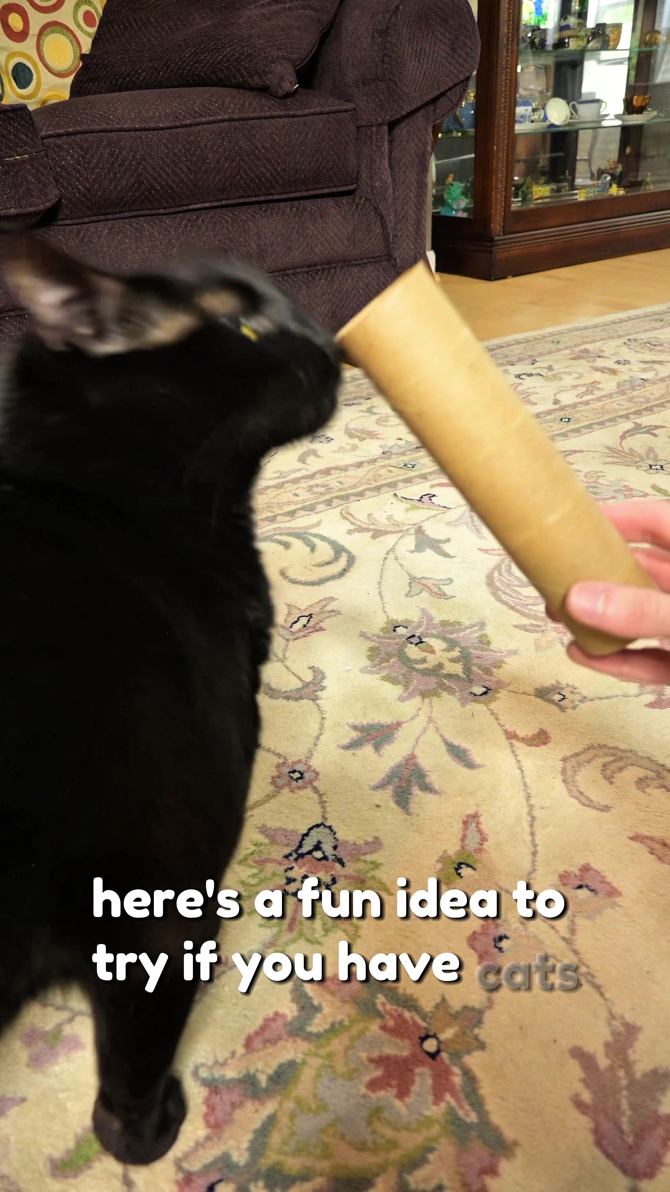 @Leon The Cat Dad