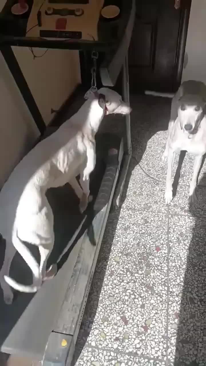 @Gₕₐₗₑₘ_Mₒₙₐcₒ🇪🇸🇪🇸
