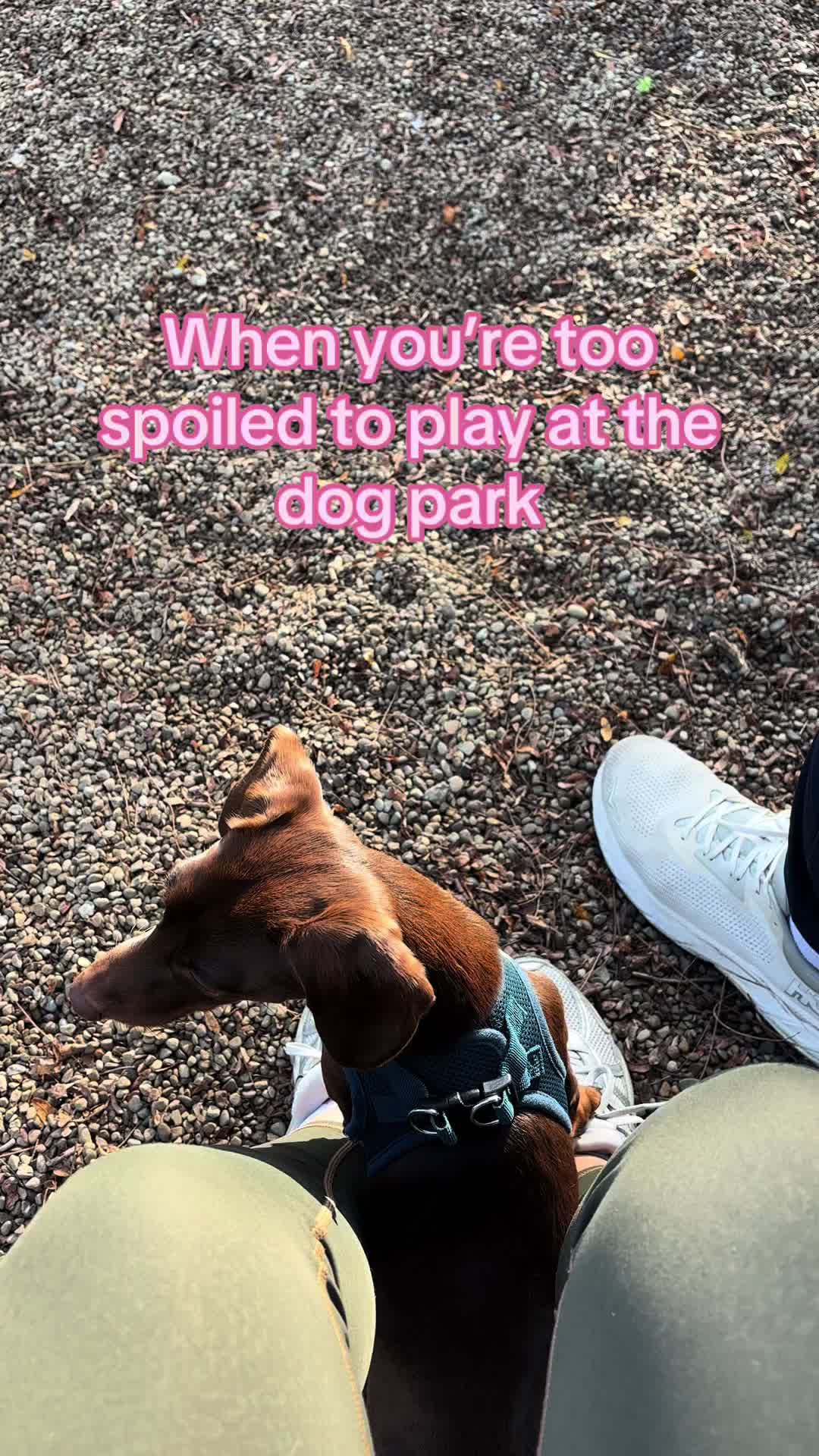 @Willie the Wiener Dog