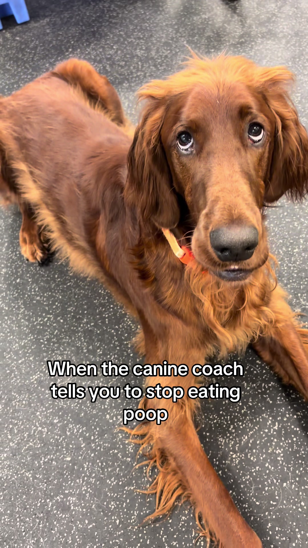 @Dogtopia South Ann Arbor