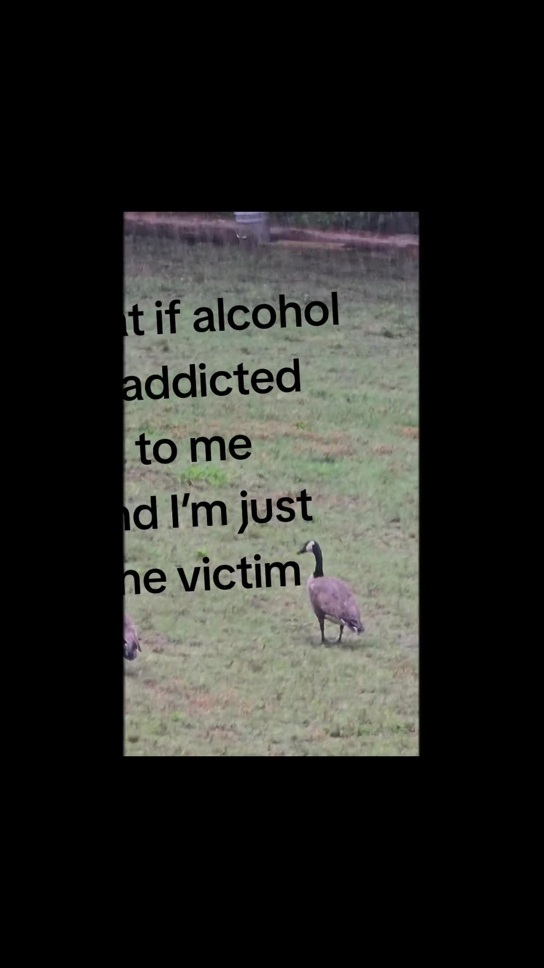 @Guido