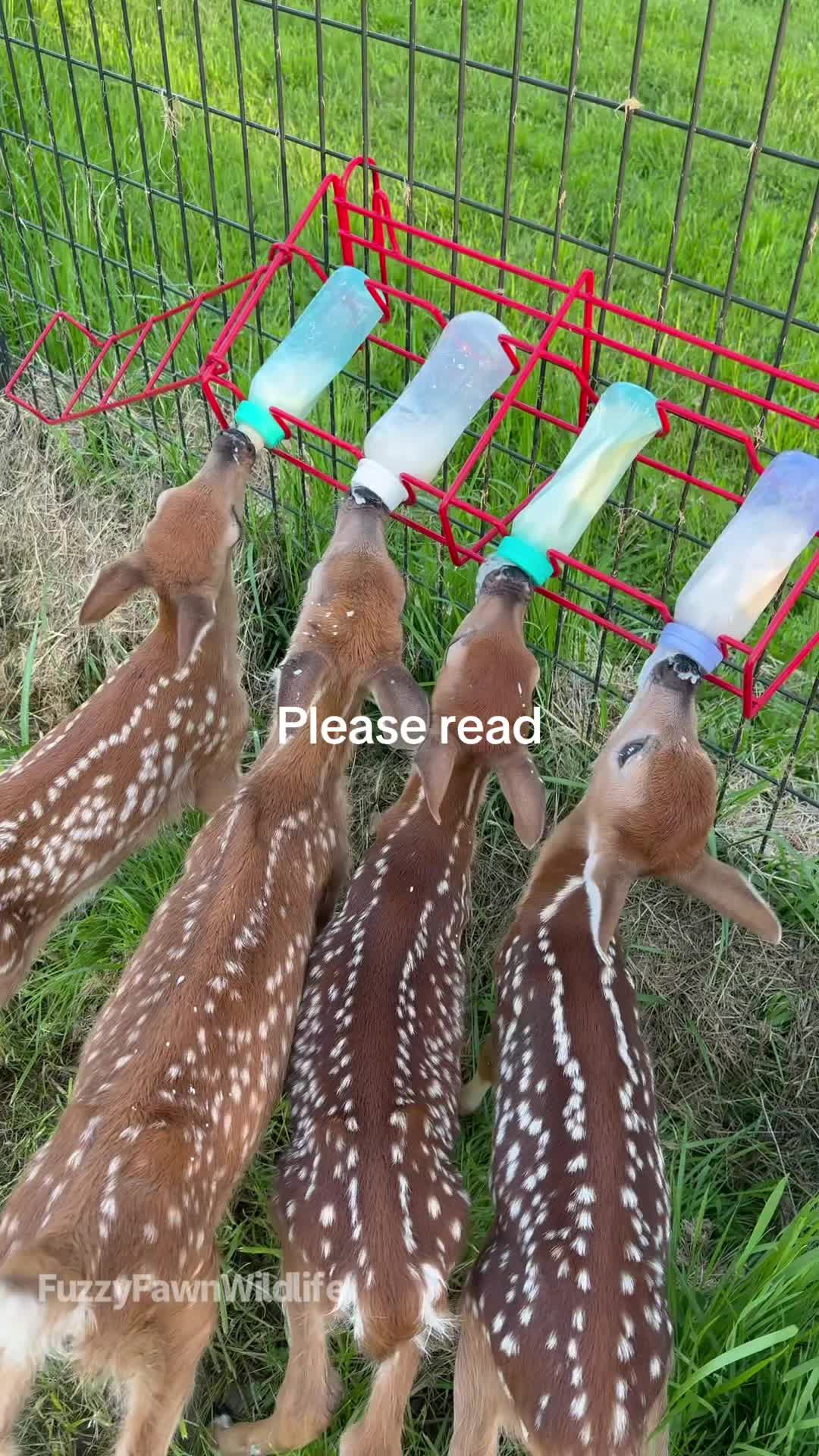@Fuzzy Fawn Wildlife
