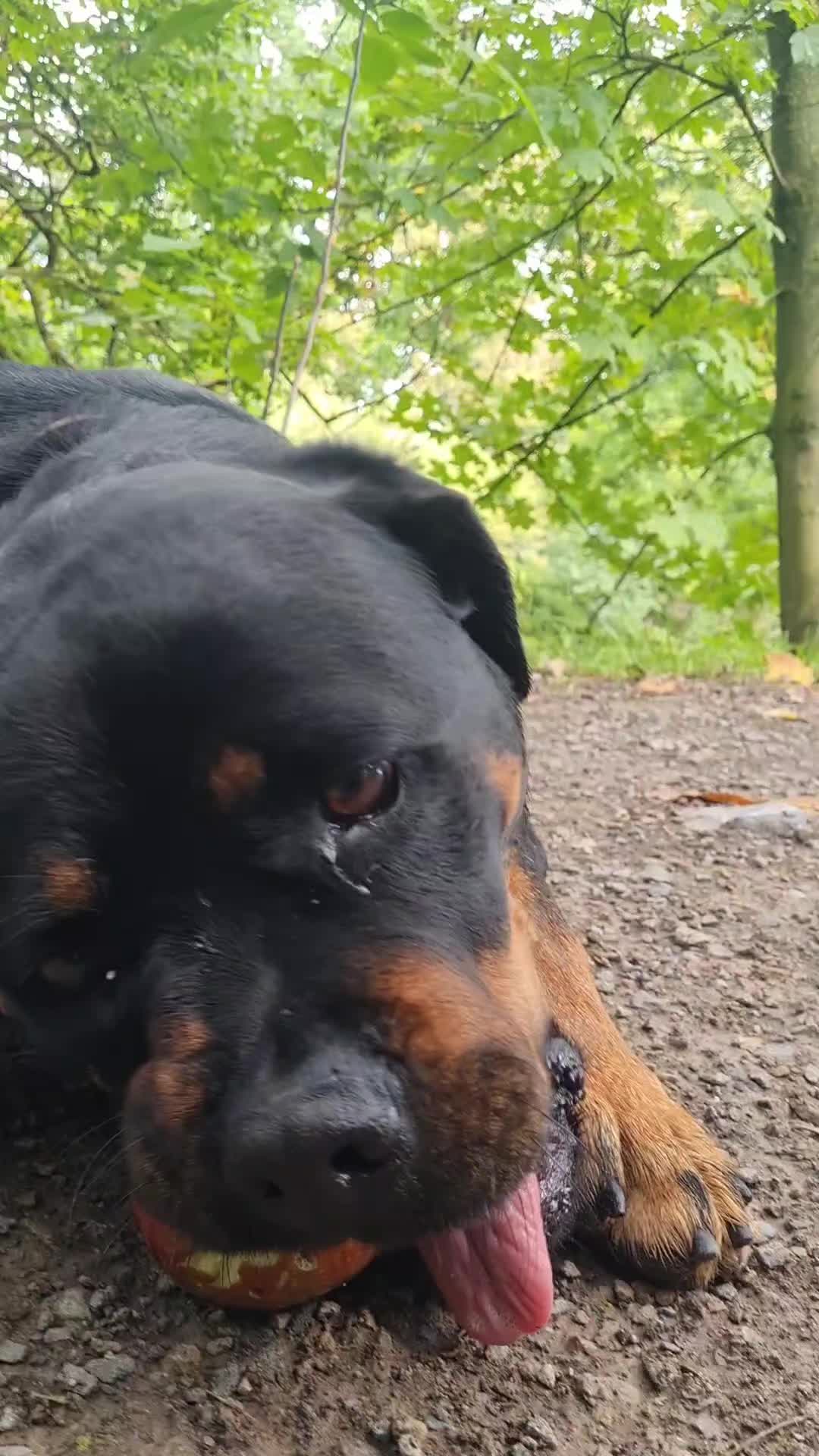 @Mona the Rottweiler