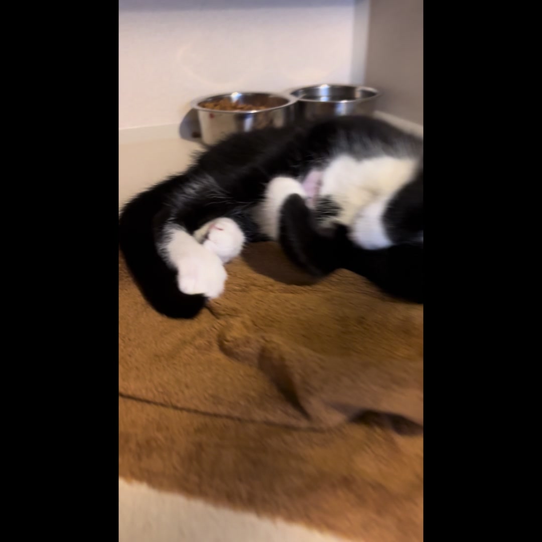@Friends Forever Animal Rescue