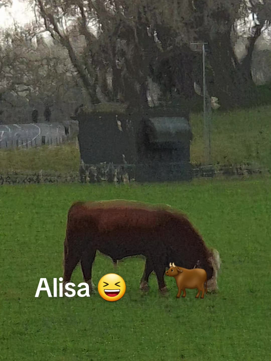 @alisa