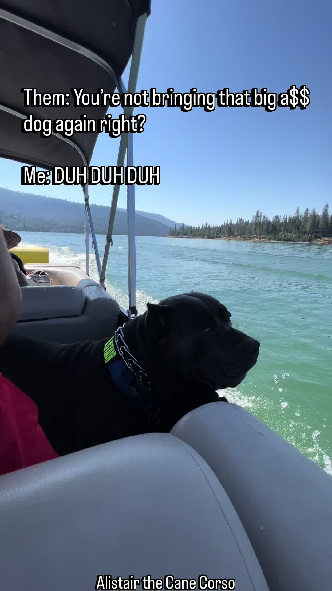 @Alistair the Cane Corso