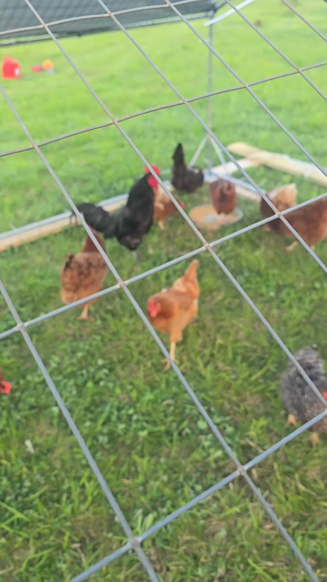 @2nd_Amend_Pasture_Raised_Eggs