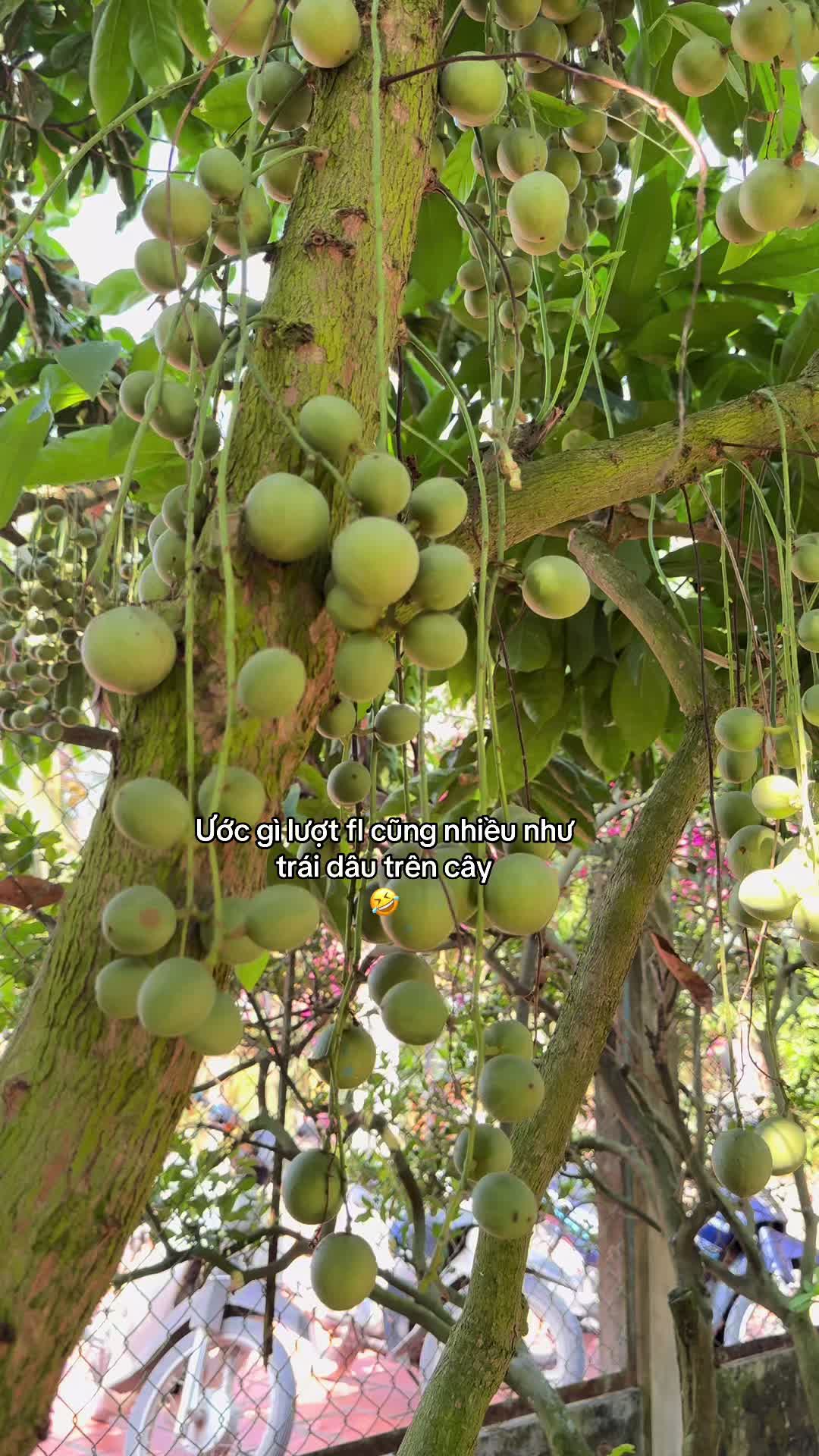 @Diên Diên
