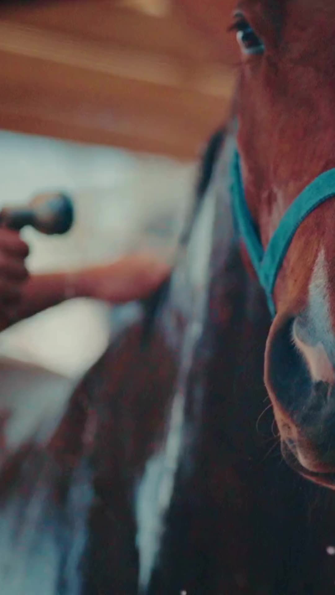 @Golden Horseshoe Equestrian