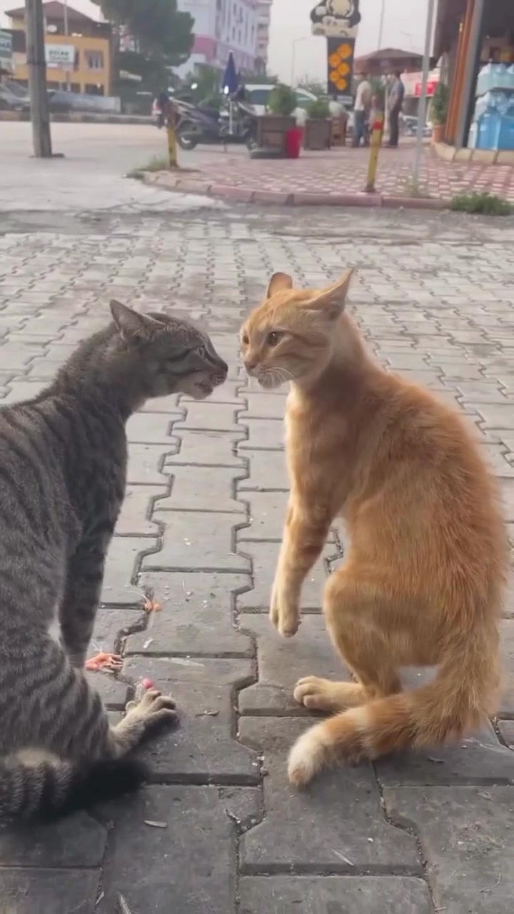 @gonzo_cats