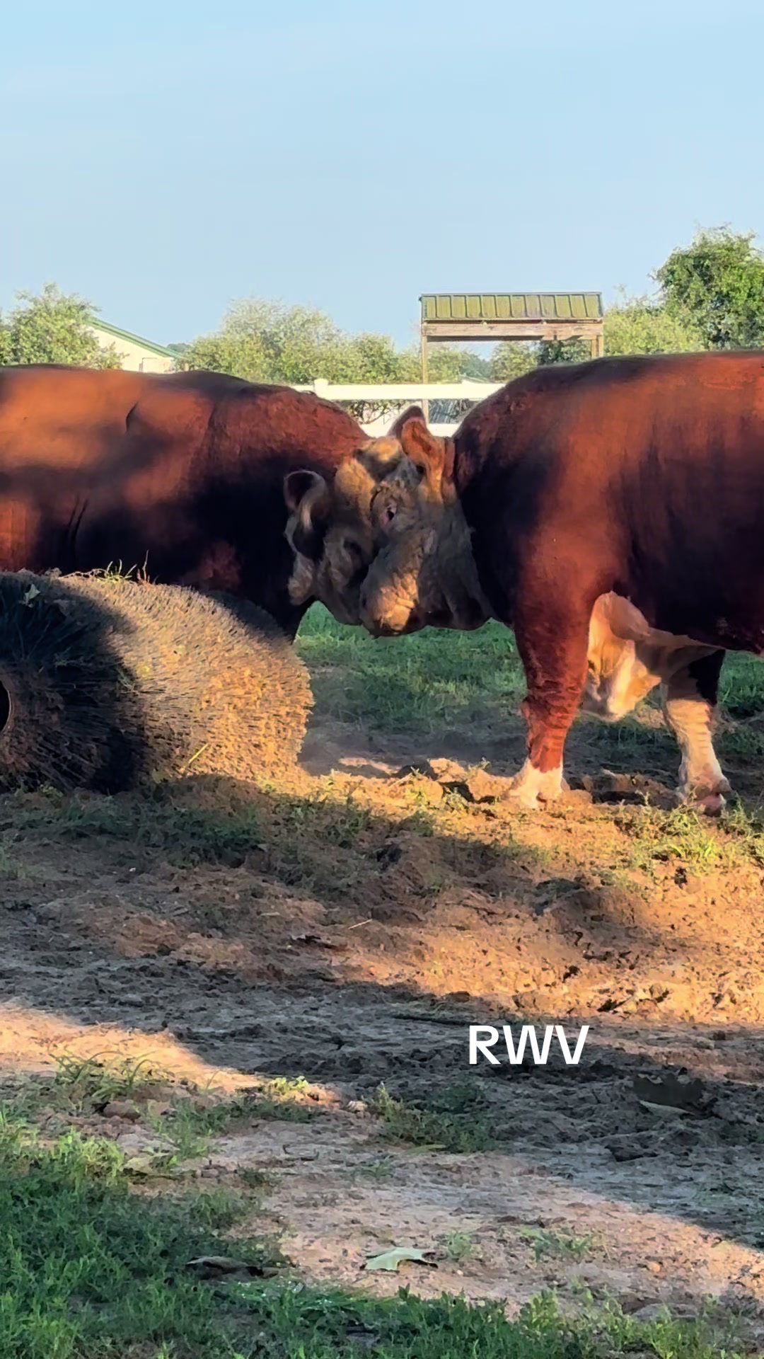 @RWV Land & Livestock