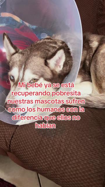 @alvarezyanet0