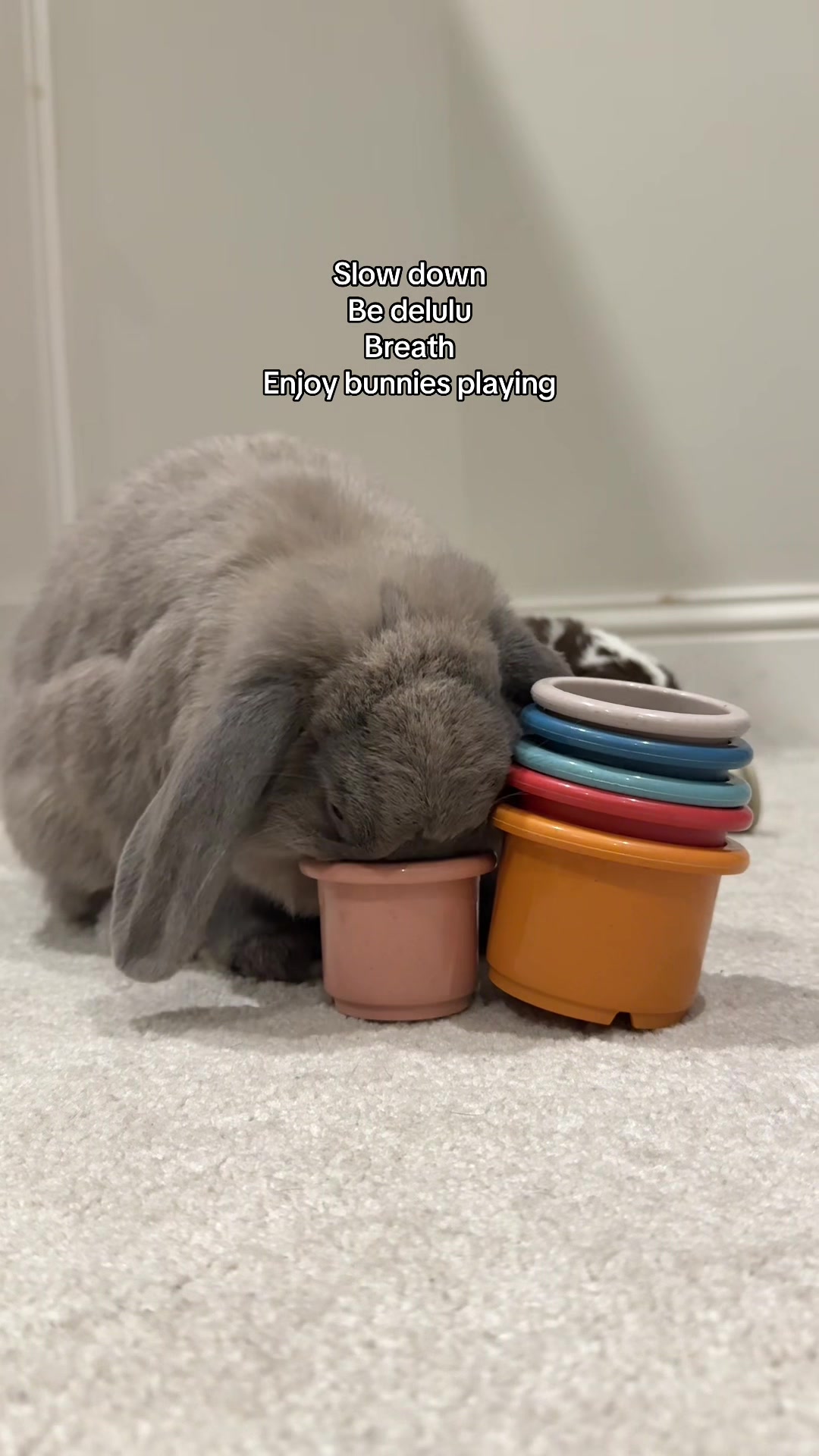 @Buzz the Bunny