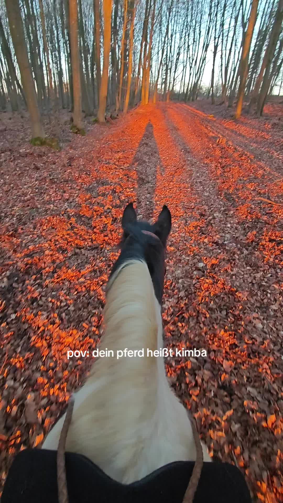 @horses for live