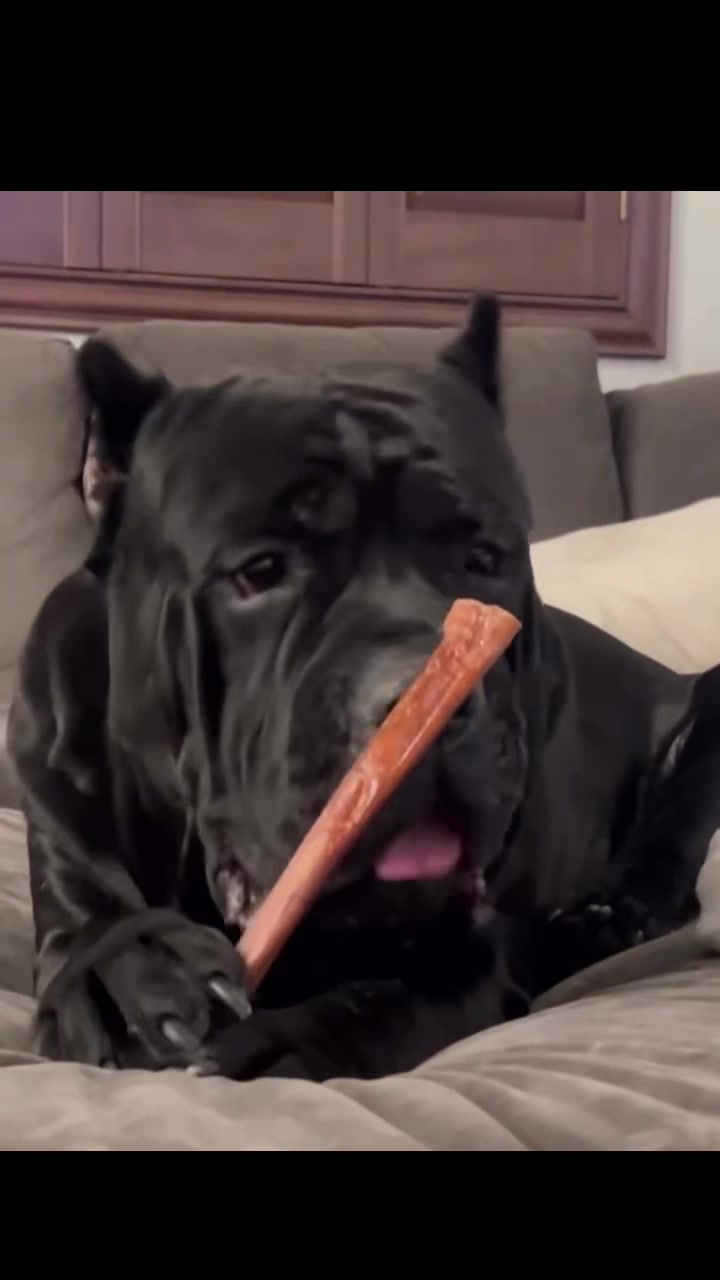 @Phoenician Cane Corso Stormi