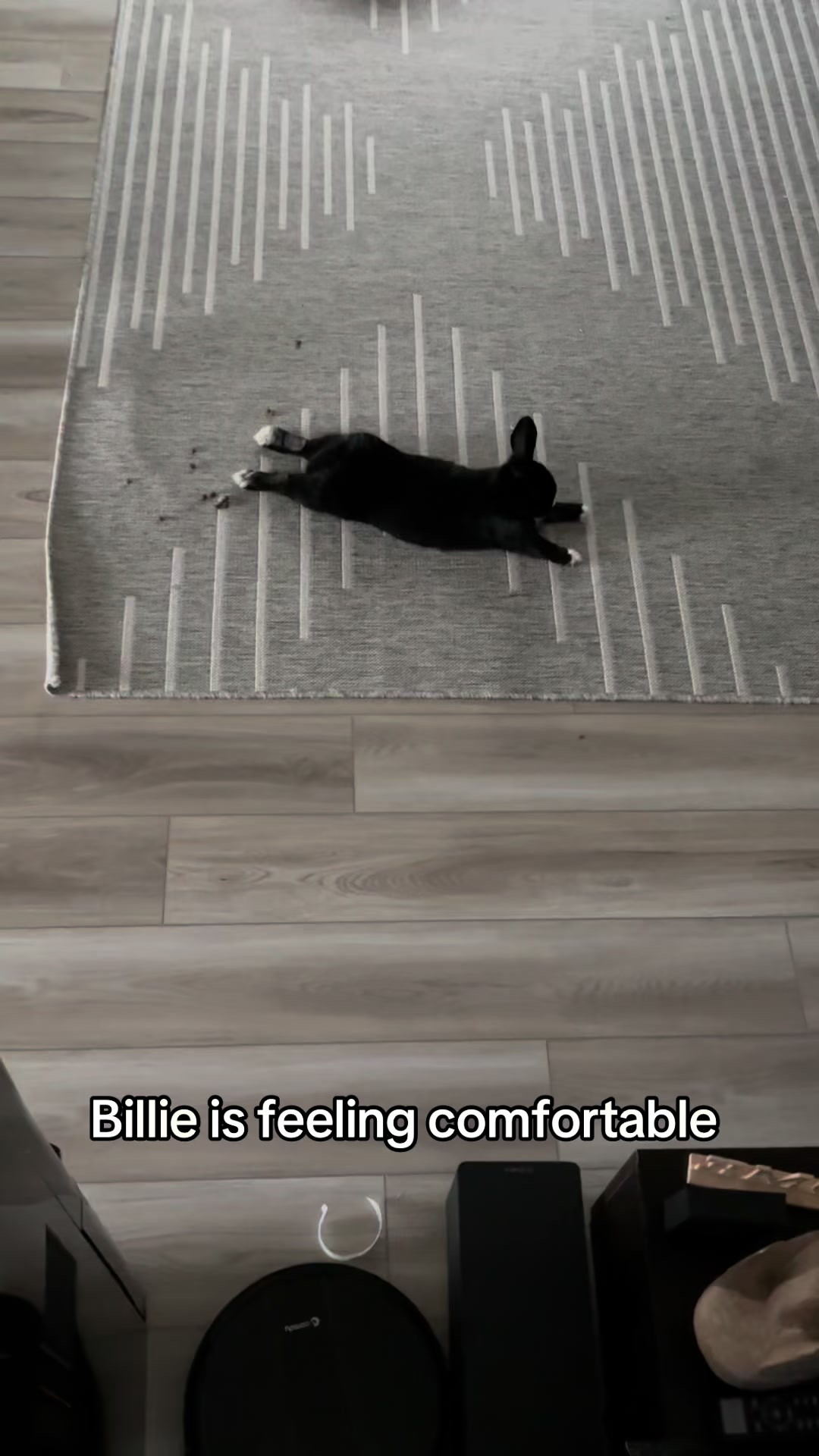 @EllaLouisBillie