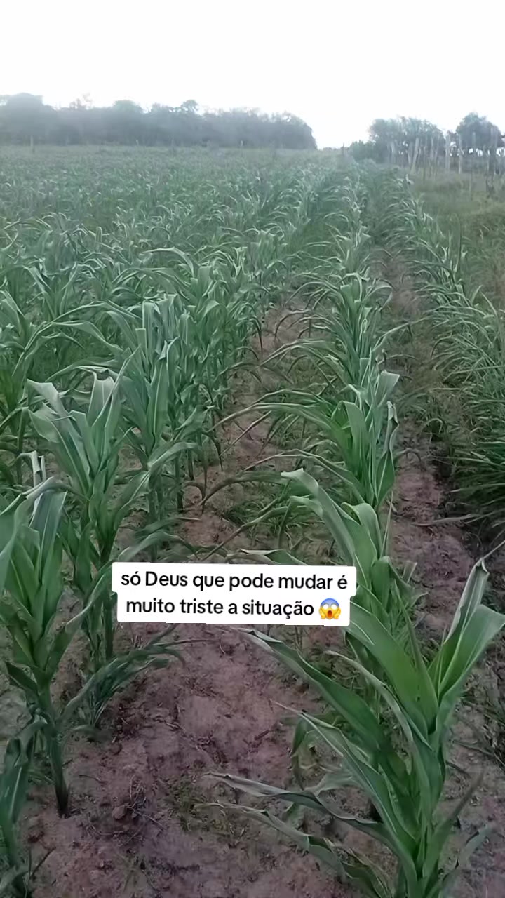 @jocriador