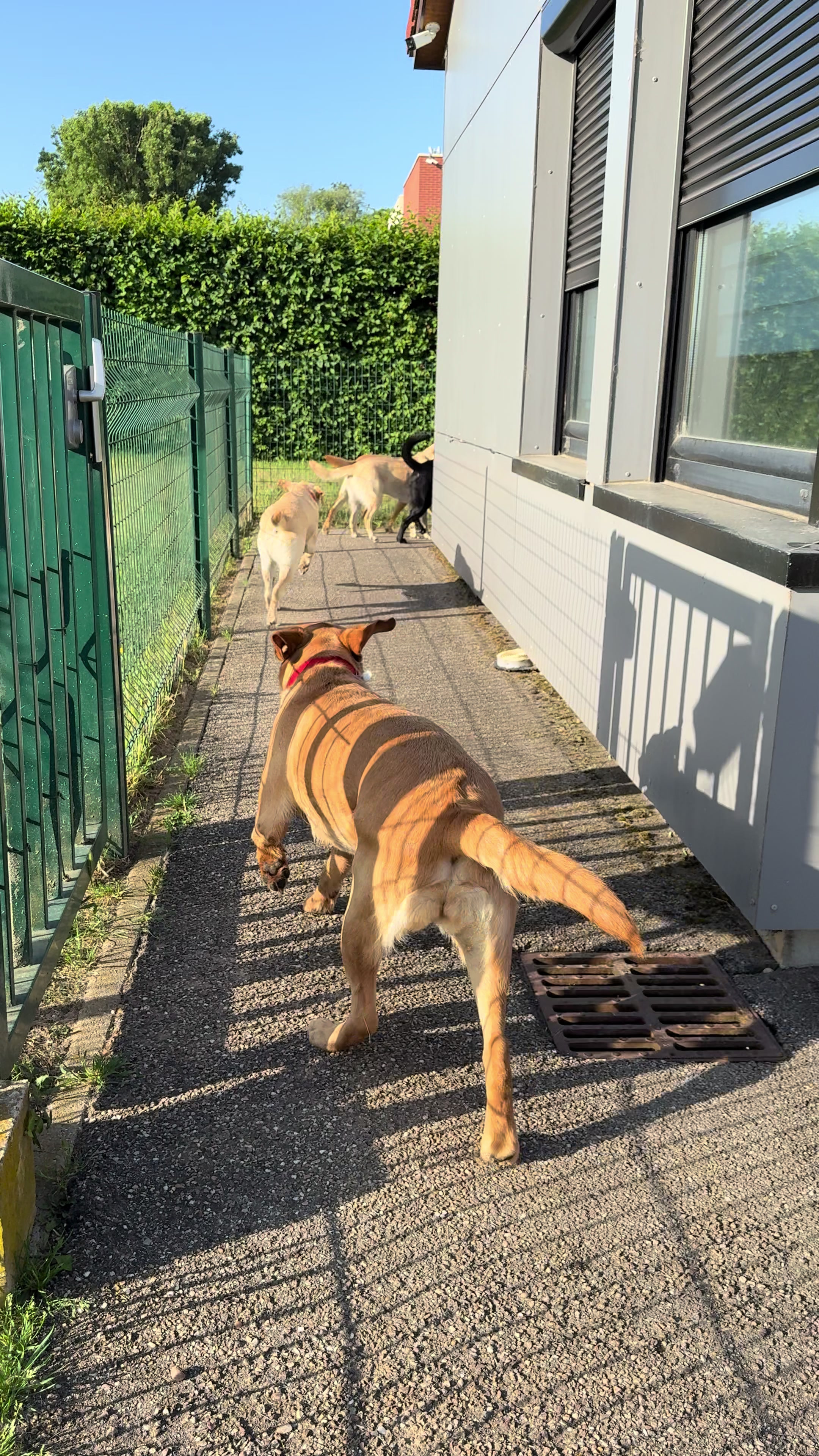 @Chiens Guides de l’Est