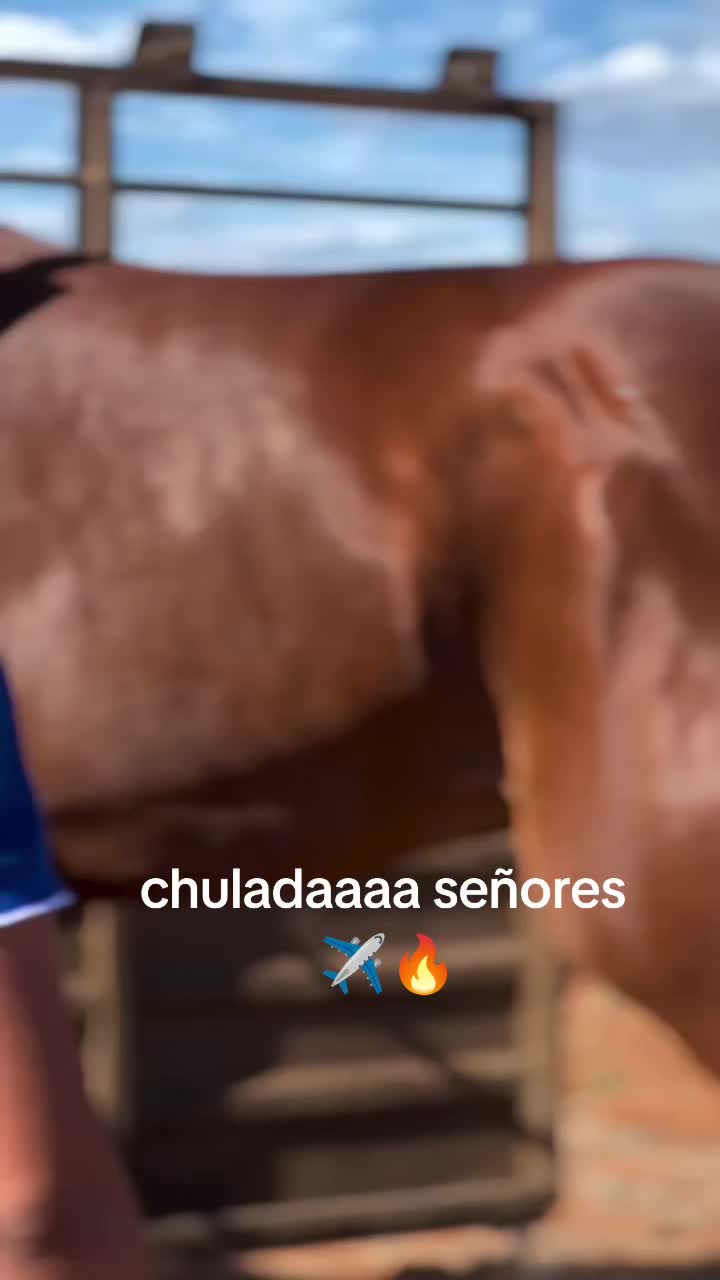 @carriles altos de jalisco🐎
