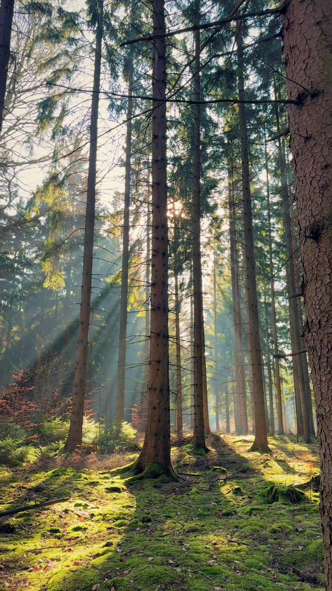 @forest_caro