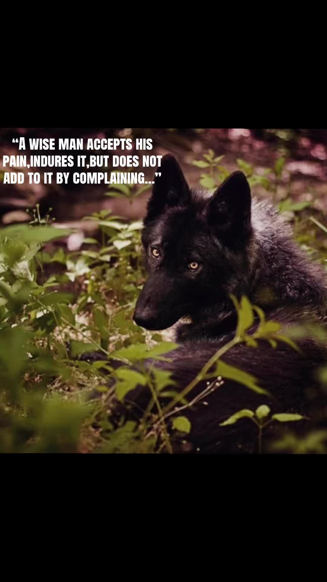 @🪬Conscious_LoneWolf🐺