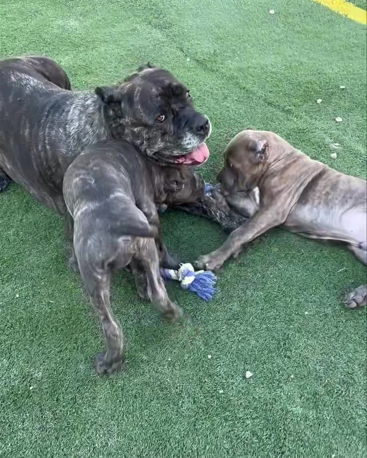 @bugattibloodlinekennels