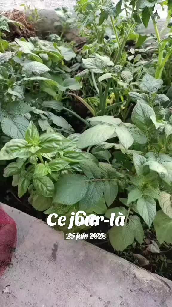 @Râ 🔆🦅♀️