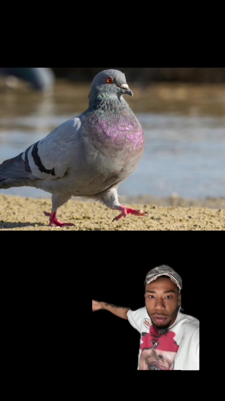 @sirdabid
