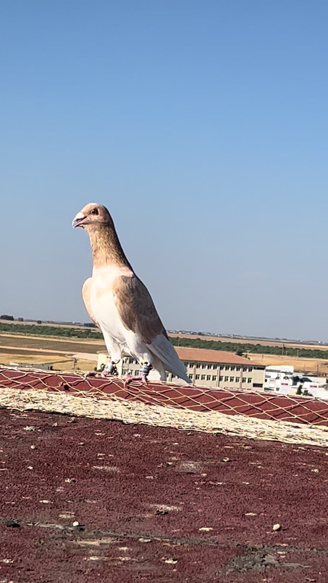 @Doğan çelikbay