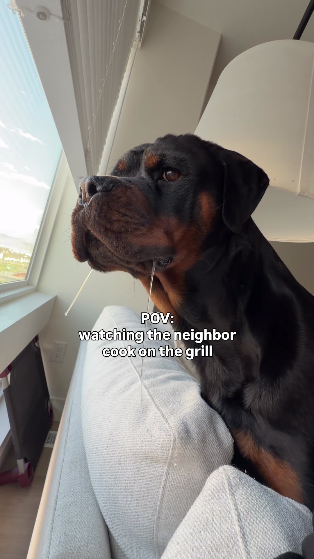 @Rex the Rottweiler