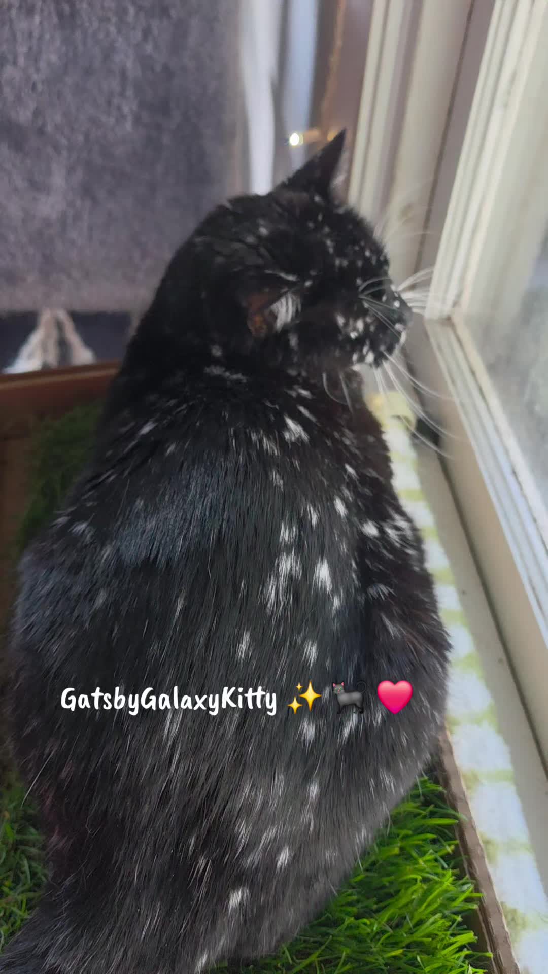 @gatsbygalaxykitty