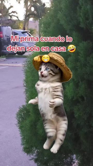 @Gabrielito 502
