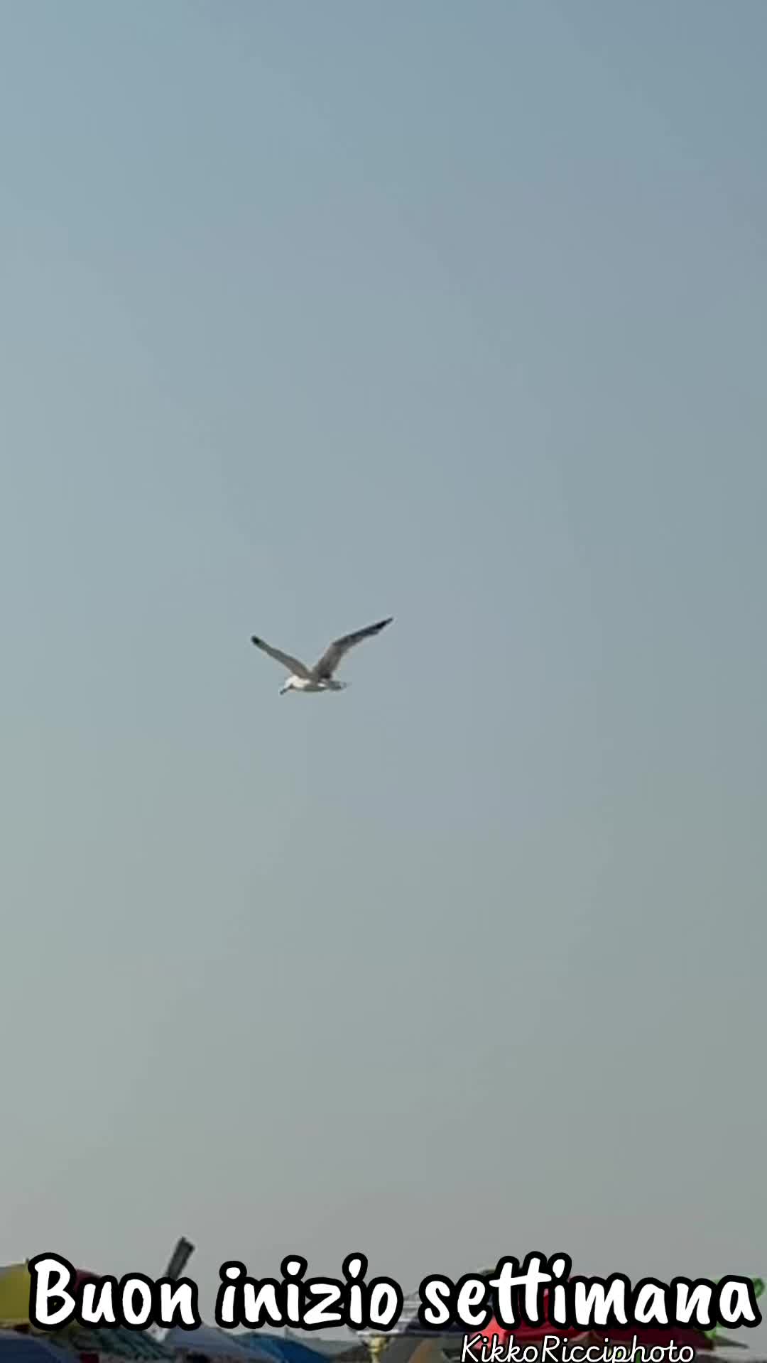 @Kikko