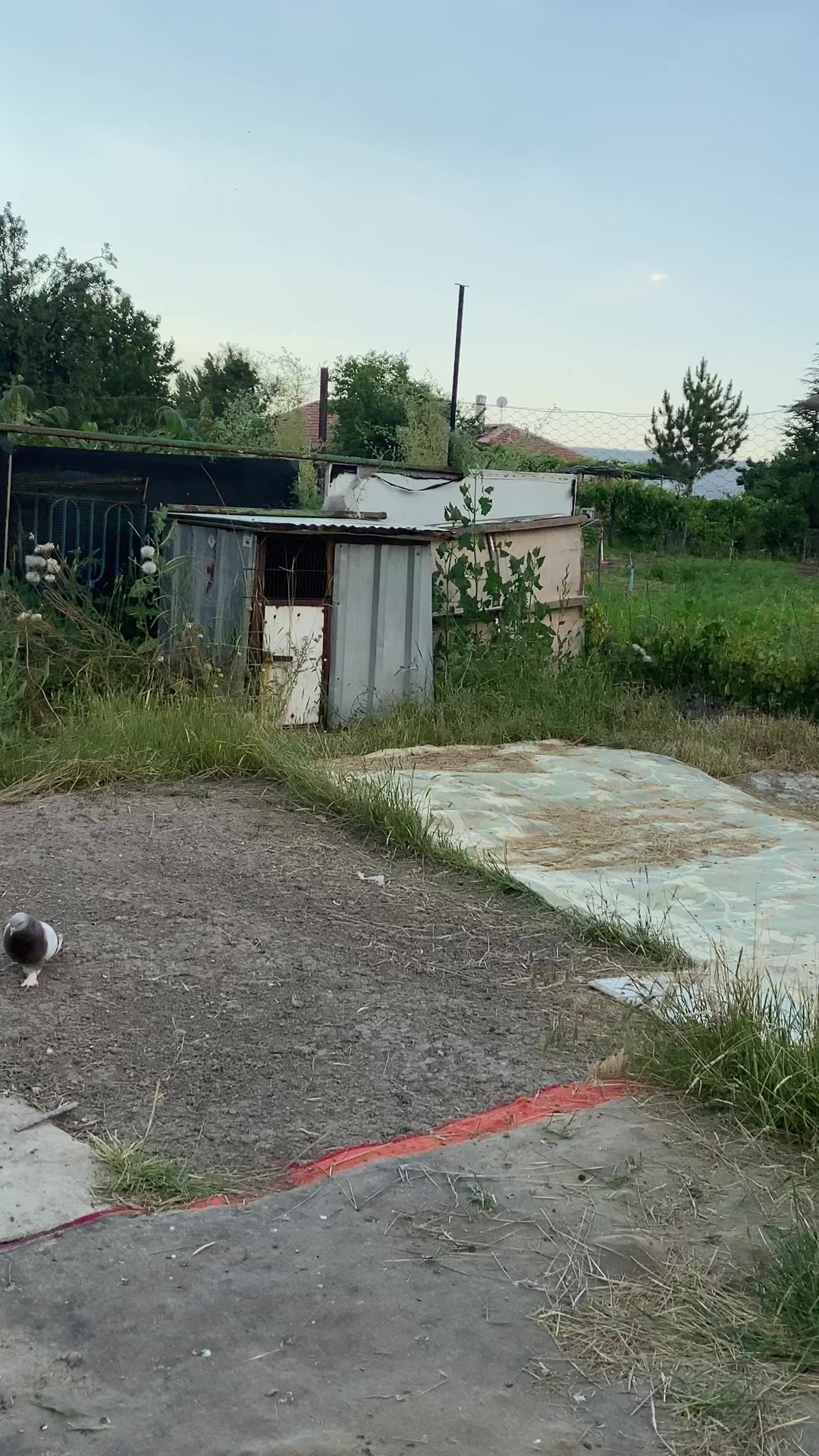 @Kayseri_Güvercin_diyarı🕊️