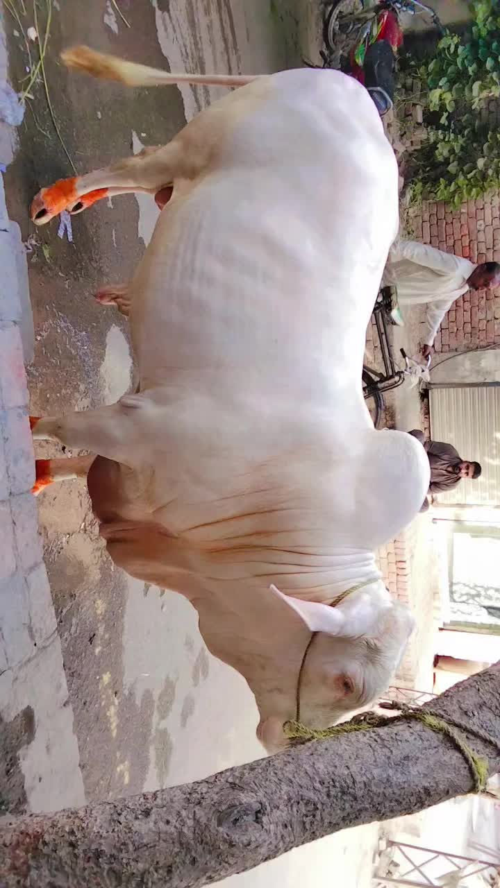 @Aqsa Ansari