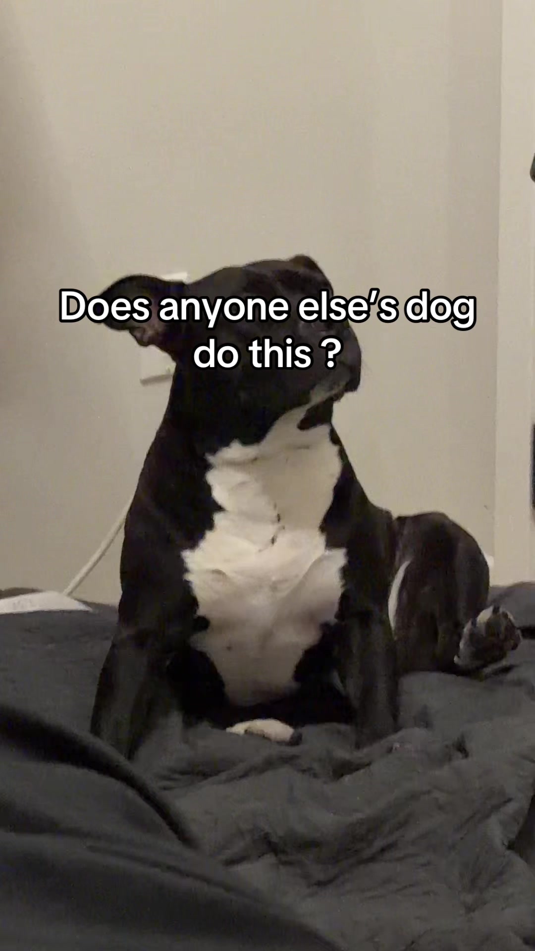 @Nyla.da.Staffy