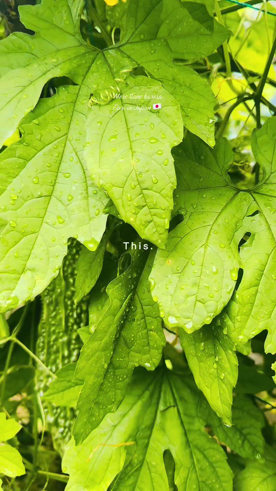 @Kajal Kalwar 🧚♀️