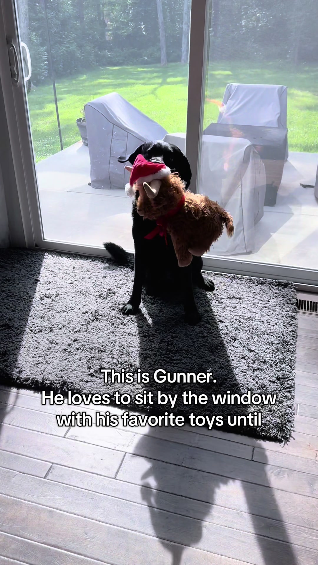 @Gunner the Good Boy Black Lab