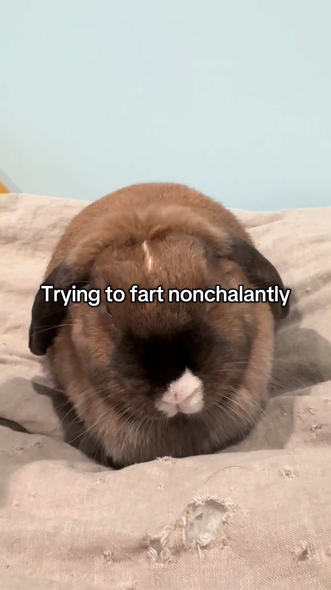 @honeythebunny24