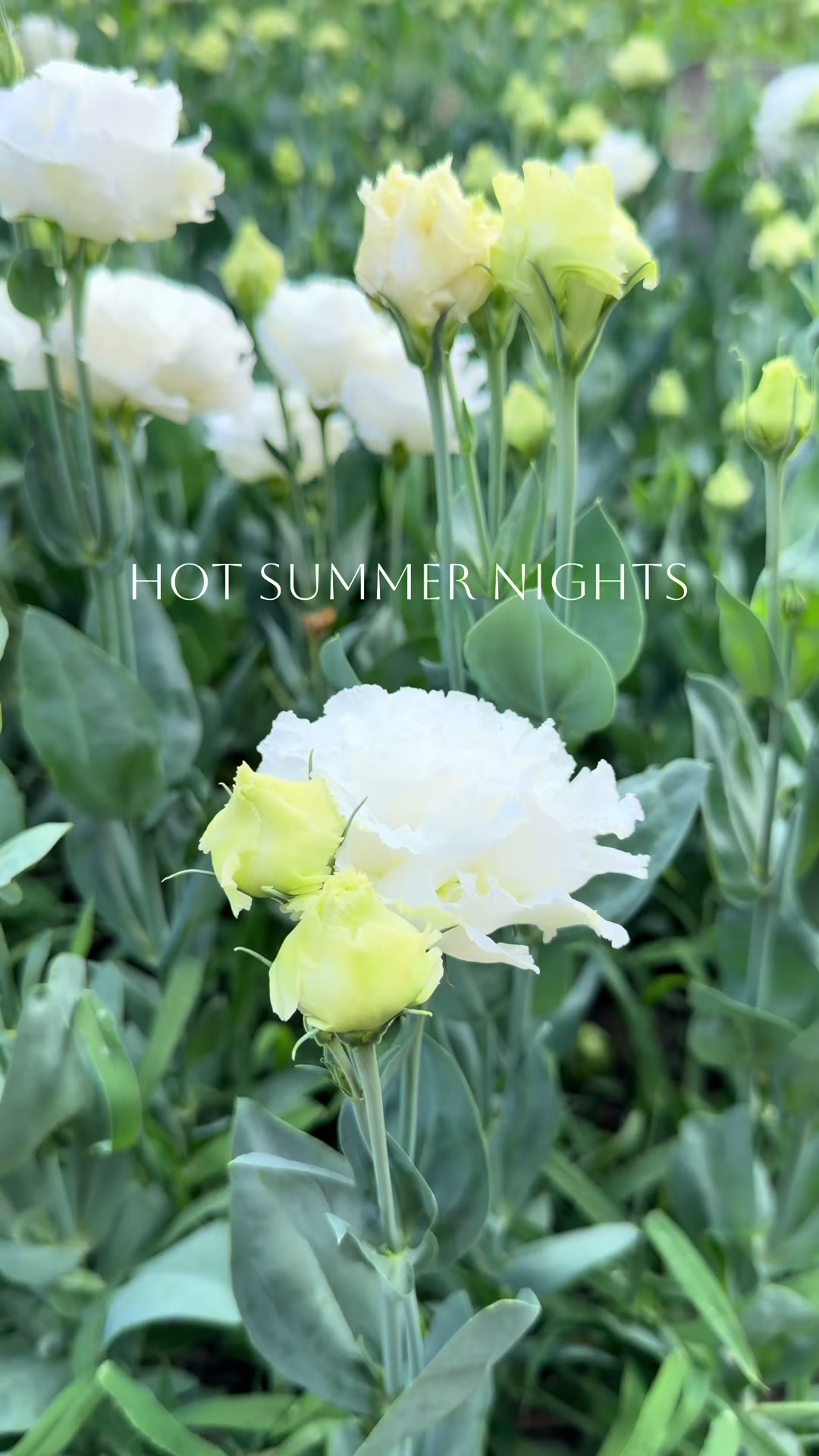 @Christopher | Flower Farmer