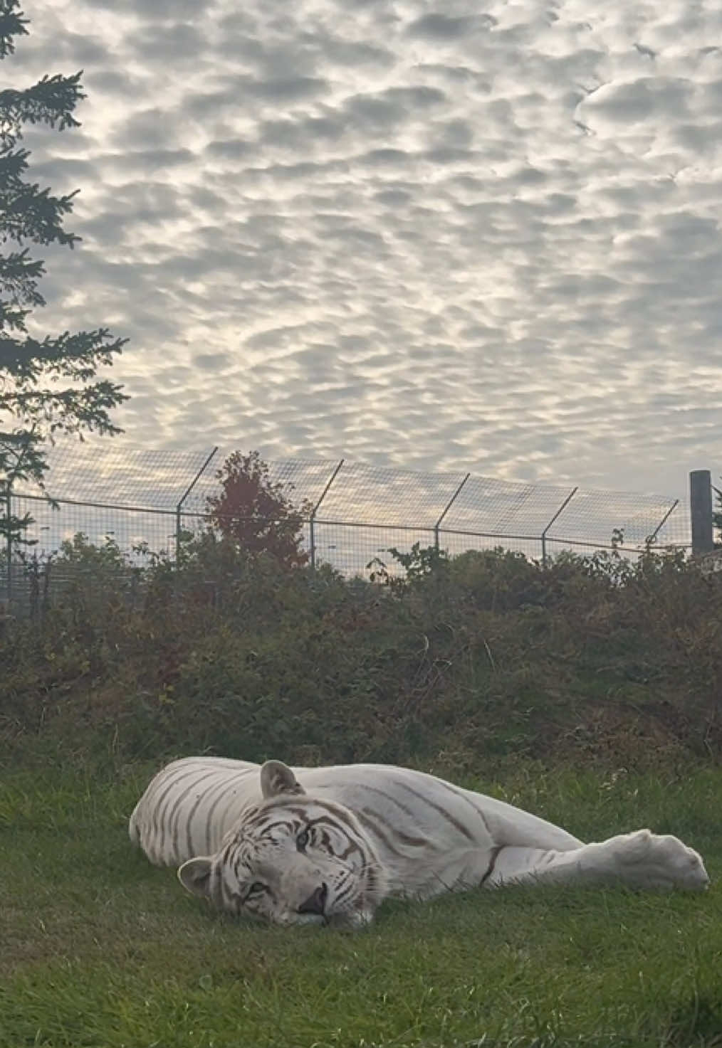 @The Wildcat Sanctuary