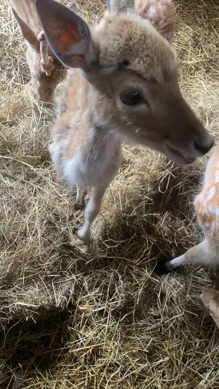 @Boo__Farm