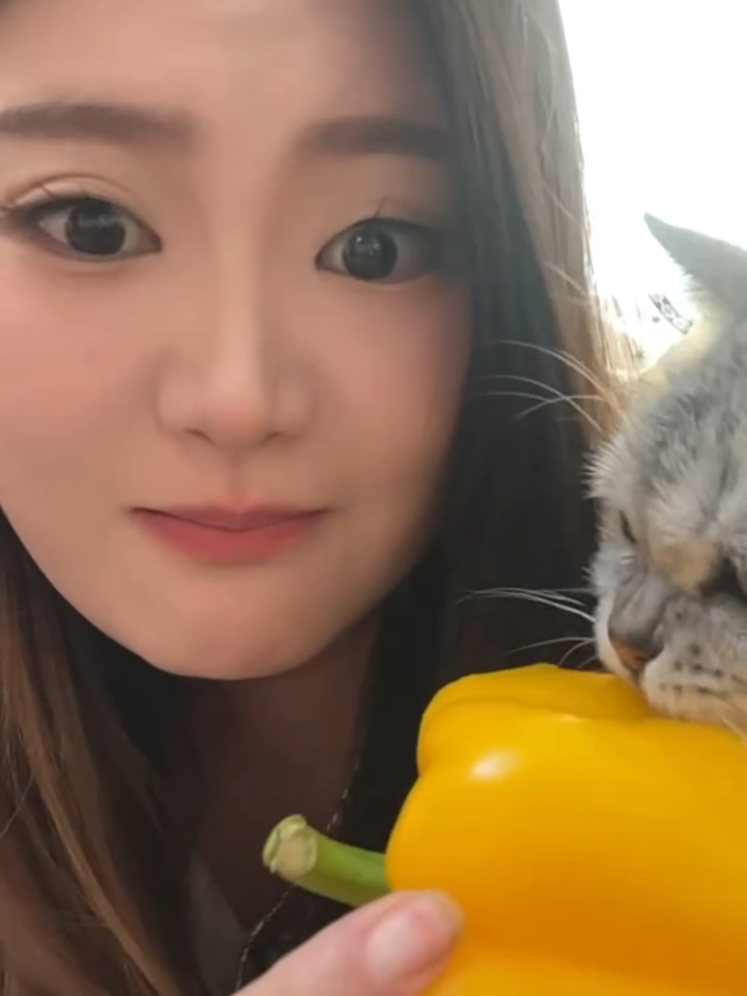 @Chonky World Of Cats